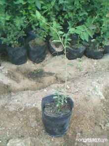 蓝莓苗组培苗的好处,为什么蓝莓组培苗比扦插苗价格高