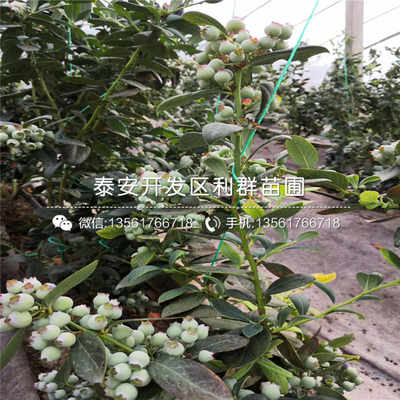 泰安蓝莓苗 泰安蓝莓苗价格详情