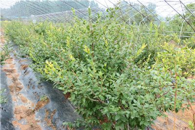 v3蓝莓苗最新报价_v3蓝莓苗批发价格