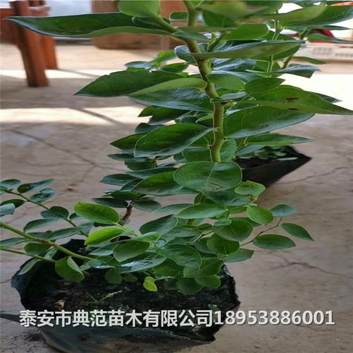 德雷珀蓝莓苗品种介绍 德雷珀蓝莓苗价格