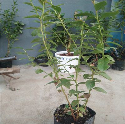 黑龙江省蓝莓苗多少钱一棵丰台地区莱格西蓝莓苗河南贵蓝蓝莓苗新品种