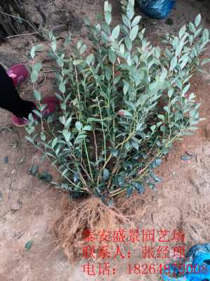 新闻 自由蓝莓苗哪家好 常州蓝莓