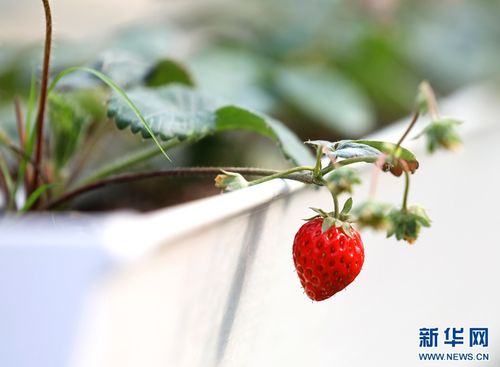 安徽淮北 工厂化育出 致富苗