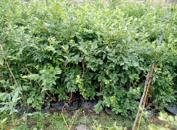 斯维克蓝莓苗地栽芬蒂蓝莓苗蓝莓苗新品种厂家供货