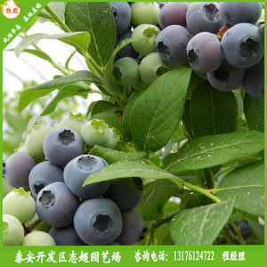【出售优质蓝莓苗 基地直销 北陆/蓝丰/美登 志超园艺场 现挖现卖】价格_厂家_图片 -