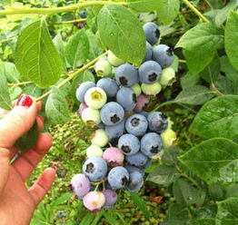 三年维口蓝莓苗 蓝莓苗价格 蓝莓苗基地