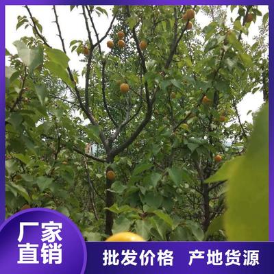 【杏】蓝莓苗工厂价格