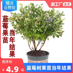 蓝莓树果苗带花苞蓝莓苗南北方种植兔眼特大阳台盆栽树苗当年结果