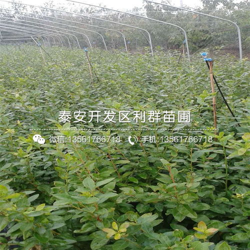 康维尔蓝莓苗出售 康维尔蓝莓苗多少钱一棵