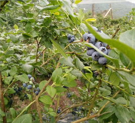 新品种 陕西蓝莓苗品种纯正