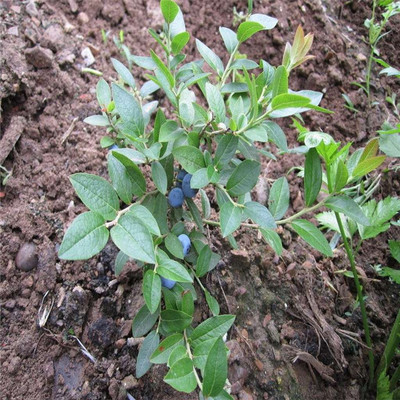 蓝莓苗 夏普蓝 蓝莓苗 丰产蓝莓苗 北陆/蓝丰 基地种植 现挖现卖-泰安开发区志超园艺场