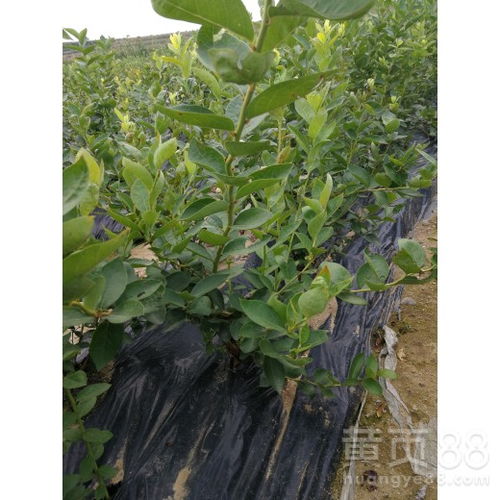【北高从蓝莓苗品种品种蓝莓苗新品种】- 