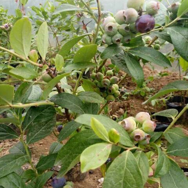 蓝丰蓝莓苗 盆栽蓝莓苗批发 泰安志鑫园艺 基地直销 欢迎选购