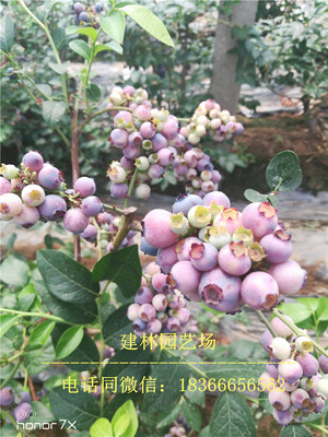 蓝莓苗价格