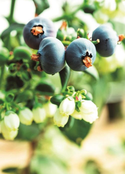 福田蓝莓入选 全国名特优新农产品 名录