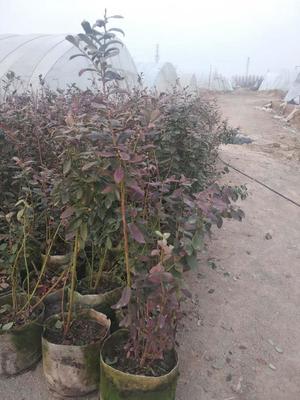 蓝莓苗基地5年蓝莓苗新品种