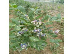奥尼尔蓝莓苗什么价位 奥尼尔蓝莓苗行情报价