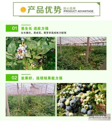 矮从蓝莓苗基地 北高从蓝莓苗挂果时间