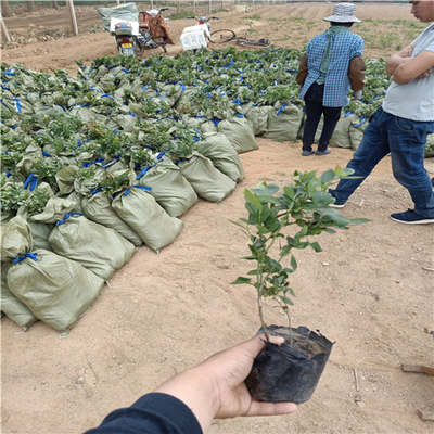 蓝莓苗种植基地,蓝莓苗多少钱,山东蓝莓苗价格