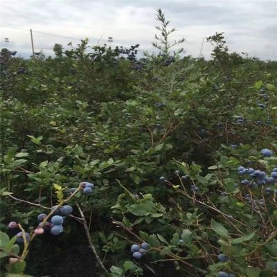 高丛蓝莓苗价格3.5元_米径1公分_高度20公分_冠幅0.2公分_地径0.2公分|2019高丛蓝莓苗报价