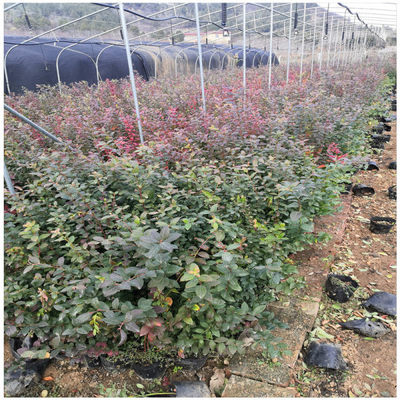 蓝莓苗的培育方法 蓝莓树苗几月份种植产量高