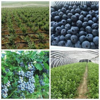 韩城,蓝莓苗种植技巧2022榜