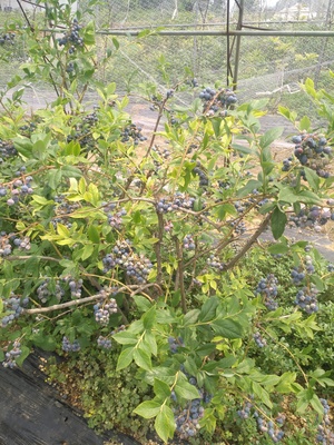 湖南南好蓝莓苗脱毒苗