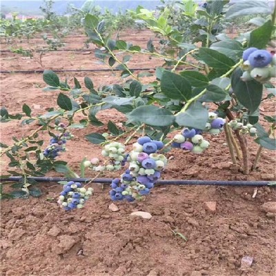 19年蓝莓苗价格