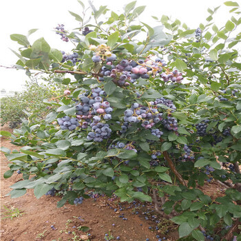 蓝莓苗行情5年蓝莓苗多少钱,蓝丰蓝莓苗