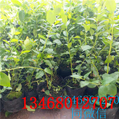 新闻 蓝莓种苗基地蓝莓苗北京