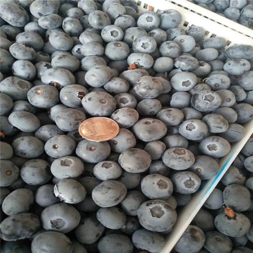 【蓝港蓝莓树苗出售、蓝港蓝莓树苗基地】- 