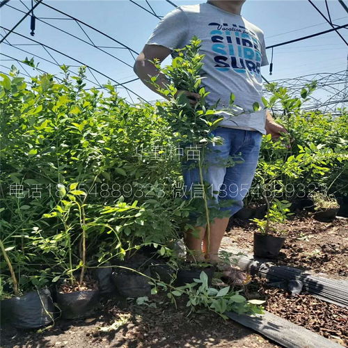 露天专用蓝莓苗 育苗繁育基地