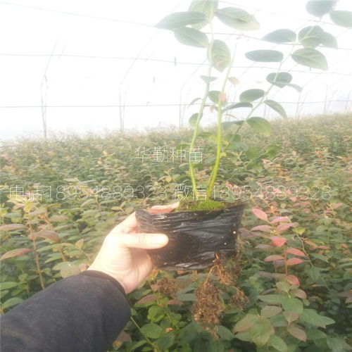 晚熟蓝莓品种 死苗免费补发