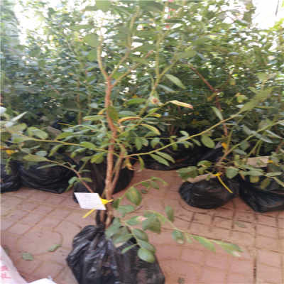 库帕蓝莓苗收益高 山东省