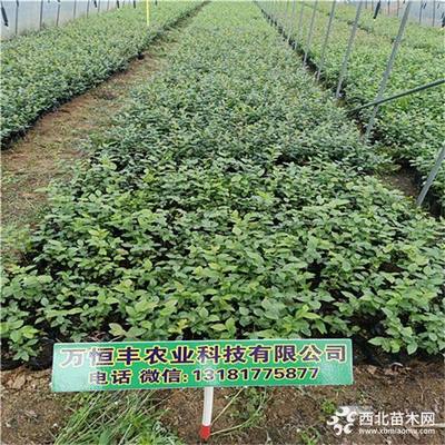 哪里有蓝莓苗批发 蓝莓苗出售 蓝莓苗出售价格