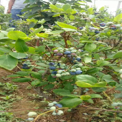 果树-批发蓝莓苗 北高从系列蓝莓树苗 蓝丰蓝莓苗 成活率高 北方果树苗-果树尽在.