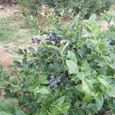 蓝丰蓝莓苗5年蓝莓苗零售价_供应信息_金农网