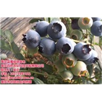 四川蓝莓苗(图)、四川蓝莓种植、四川蓝莓-企汇网