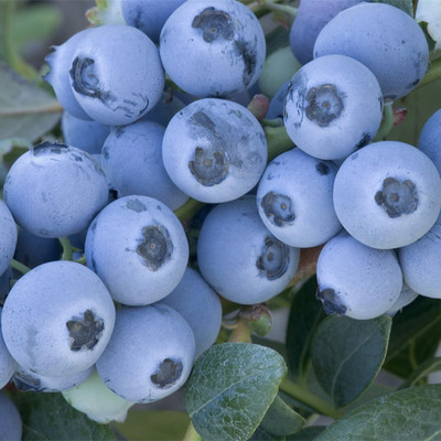 源曌蓝莓苗现挖现卖_蓝莓树苗批发_喜来蓝莓苗_莱格西蓝莓苗_薄雾蓝莓苗