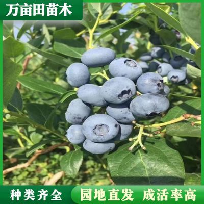 万亩田苗圃 蓝莓苗 绿宝石薄雾云雀天后F6 H5 L25新品种 基地供应