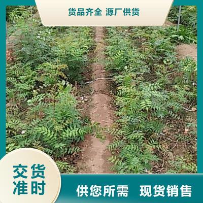 江西省上饶市|余干|玉山|景德镇|九江|萍乡|抚州石榴树-轩园(更新时间:2025-07-14 20:21:14)