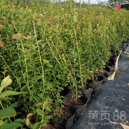 【奥尼尔蓝莓苗蓝莓苗批发无锡】- 