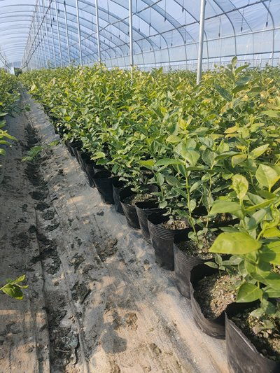 辽宁德雷珀蓝莓苗繁育场德雷珀蓝莓苗种植季节