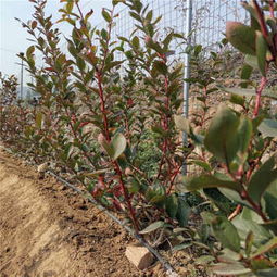 德雷珀蓝莓苗多少钱一棵 德雷珀蓝莓苗树苗苗圃