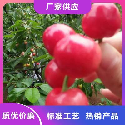 潮安|饶平|梅州|汕头|佛山樱桃苗|潮州樱桃苗(更新时间:2025-09-14 05:33:50)