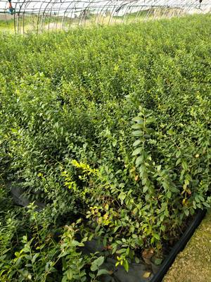 辽宁茶花蓝莓苗栽培技术茶花蓝莓苗品种