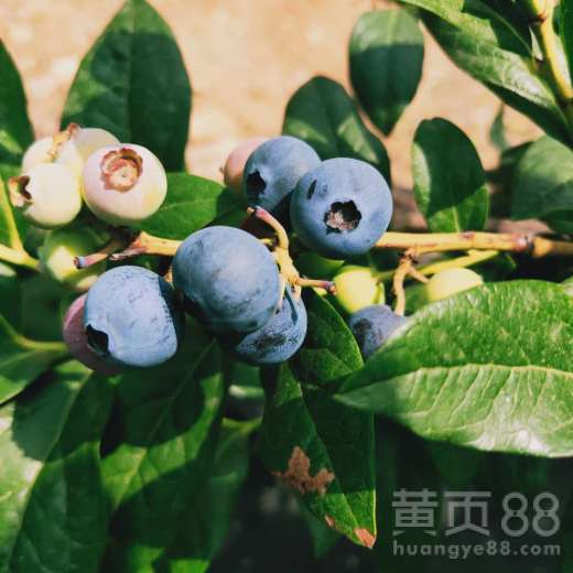 【达柔蓝莓苗基地随时发货,蓝莓苗基地欢迎你】- 
