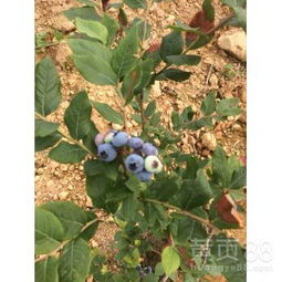 【蓝丰蓝莓苗今年价格蓝丰蓝莓苗栽培要点】-