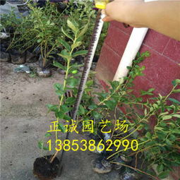 新闻头条 卡拉蓝莓苗什么品种蓝莓苗好