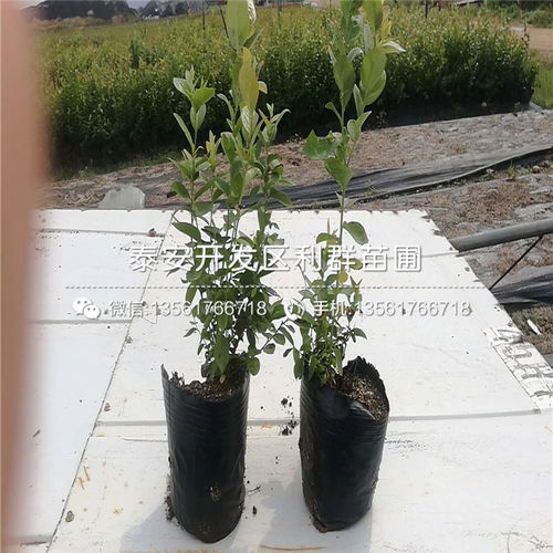 【秋红李子苗出售价格、2019年秋红李子苗价格】- 